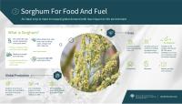 Sorghum Infographic