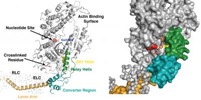 How a Small Molecule Fights Heart Failure (2 of 2)