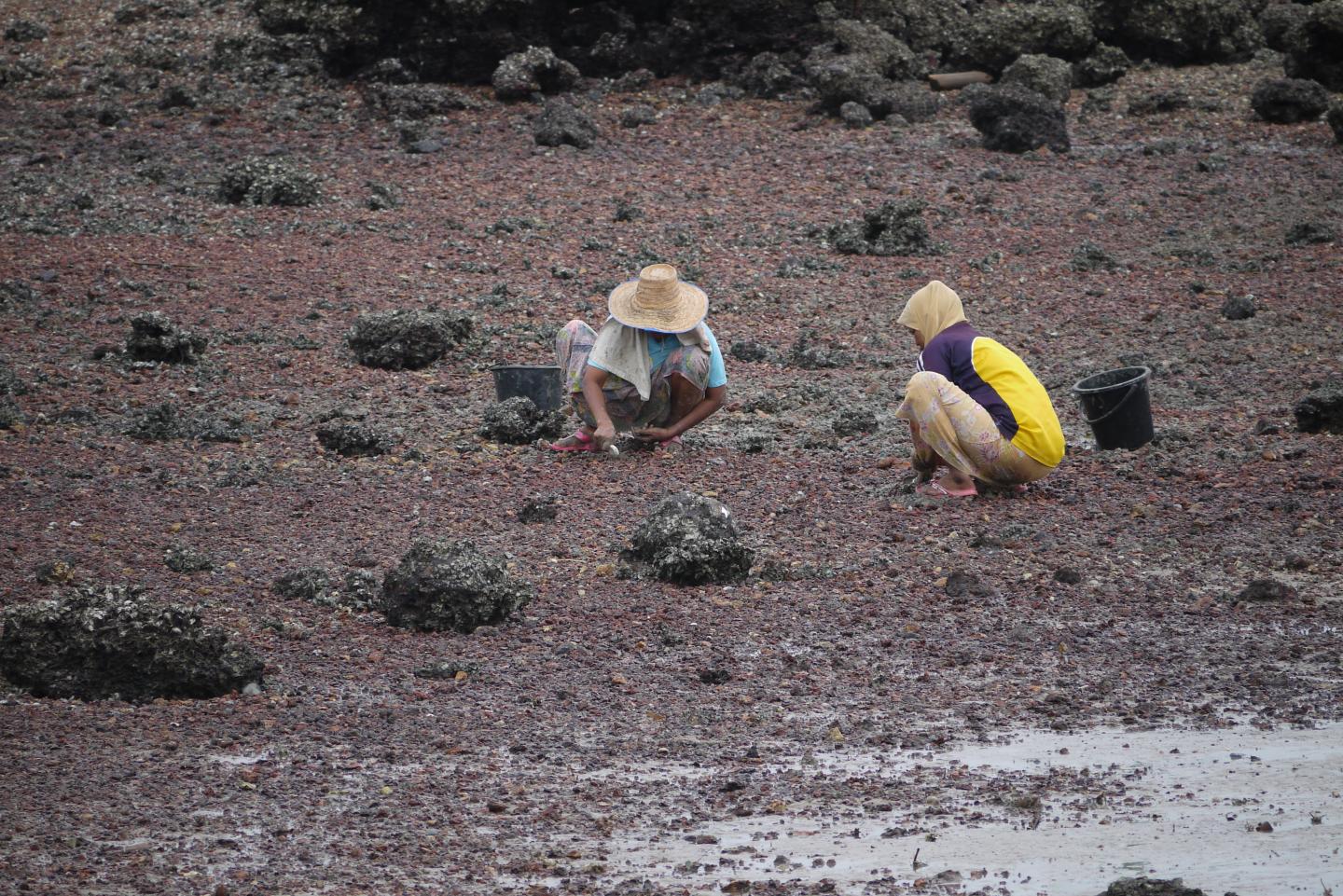 Women Gleaning