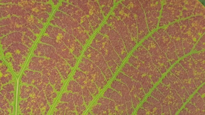 Ozone damage on a leaf
