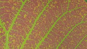 Ozone damage on a leaf