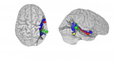 Brain, Voice, Face Recognition
