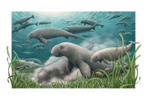 Artistic reconstruction of a herd of ancient sea cows
