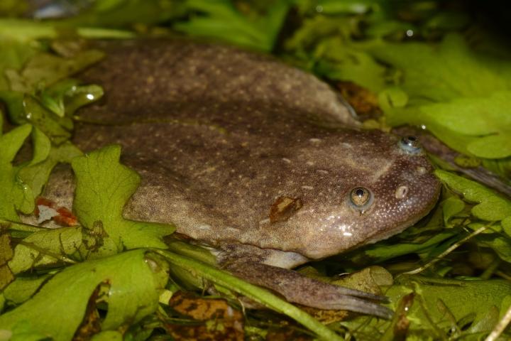 Researchers Discover Six New African Frog Species