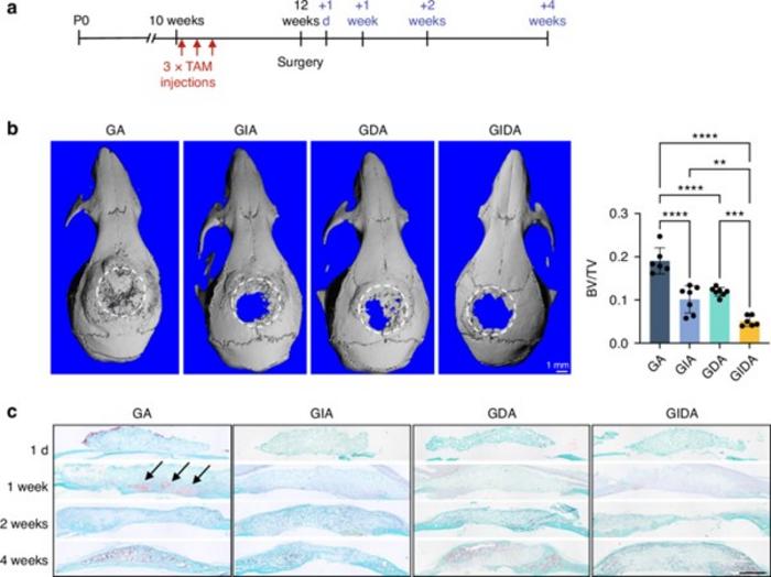 The roles of β1 integrin and DDR2 in bone regeneration
