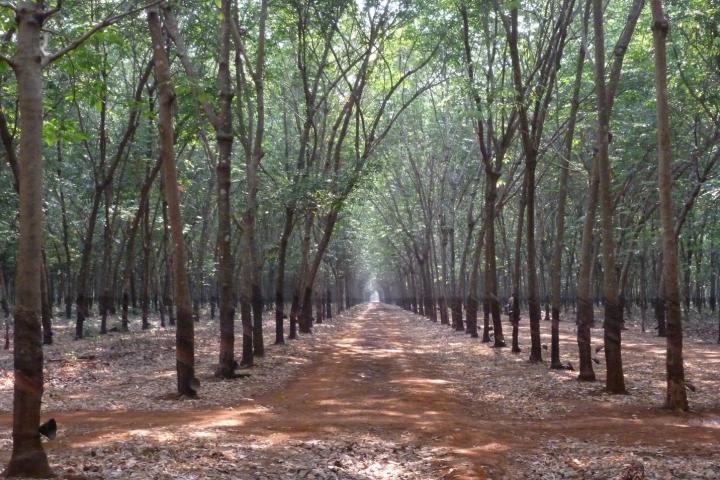 Industrial Monoculture in Cambodia