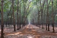 Industrial Monoculture in Cambodia