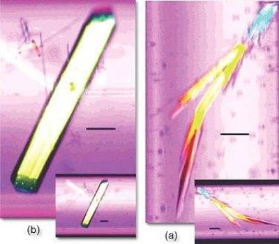Protein Crystals