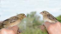Cuckoo Finch Disguised as Bishop Bird