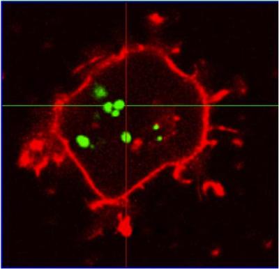 Stem Cells