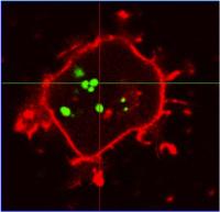 Stem Cells
