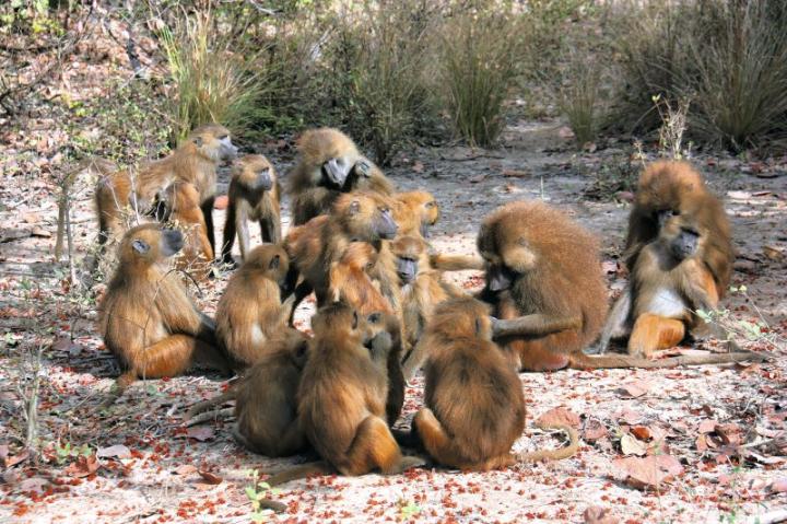 Guinea Baboons