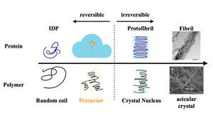 Tau protein fibrillization mirrors polymer crystallization.