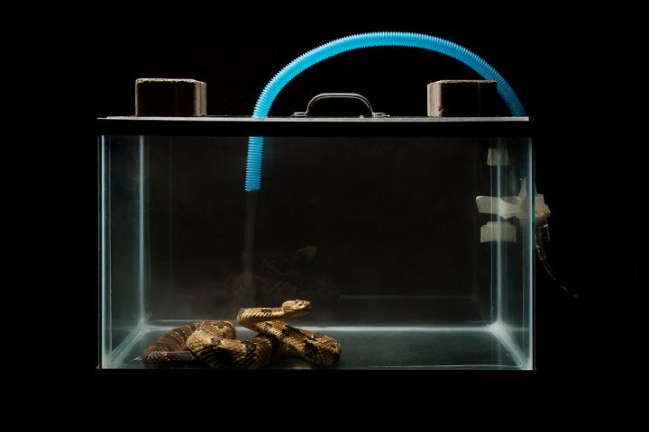 Nebulizing Snakes