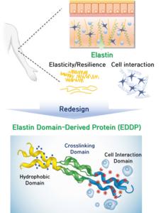 Development of a novel elastin-like protein biomaterial mimicking human elastin