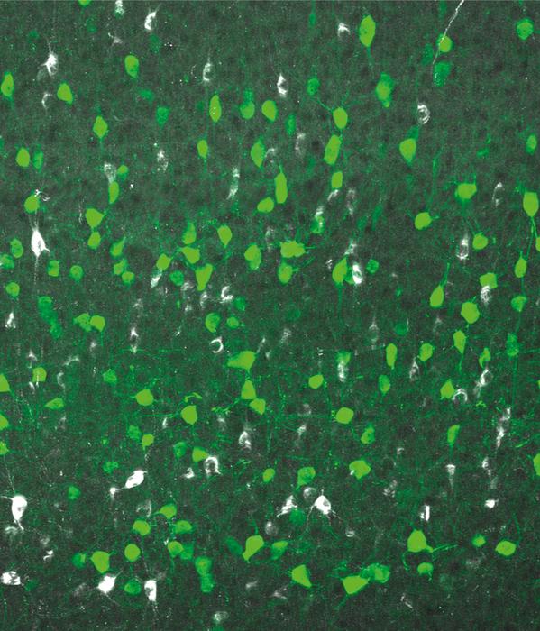 Interneurons in the visual cortex