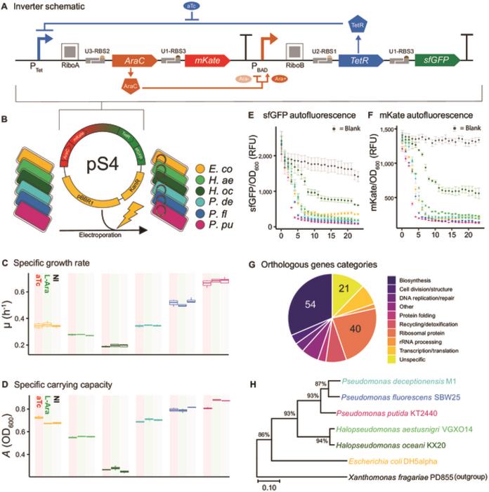 Fig. 1. The broad-host-range pS4 plasmid harboring the inverter circuit was introduced into 6 distinct hosts from the Gammaproteobacteria class.