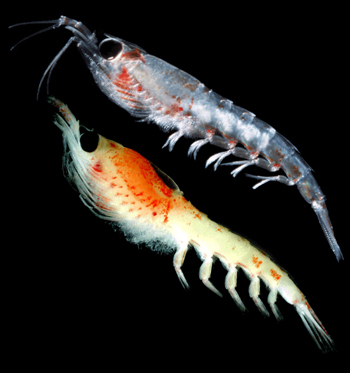 Krill