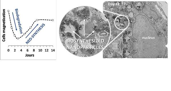 Image MSC