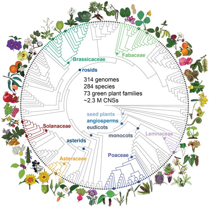 Phylogeny of the 284 species of plants included in Conservatory data set
