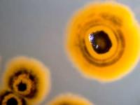 <I>Salinispora tropica</I>