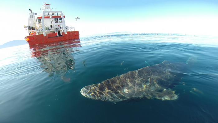 Greenland shark from NW approx. 2.5 m caught and released from the Greenland Institute of Natural Resources' research vessel RV Sanna in the area around Uummannaq, NW Greenland. Photo: Julius Nielsen