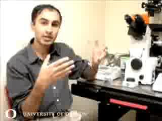 Cornstarch, Water and Cell Membranes