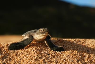 Green Turtle Hatchling