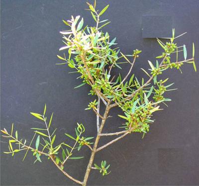 Mystery of the Male Olives -- Solved? (4 of 5)