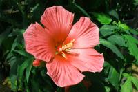 Salmon Hibiscus