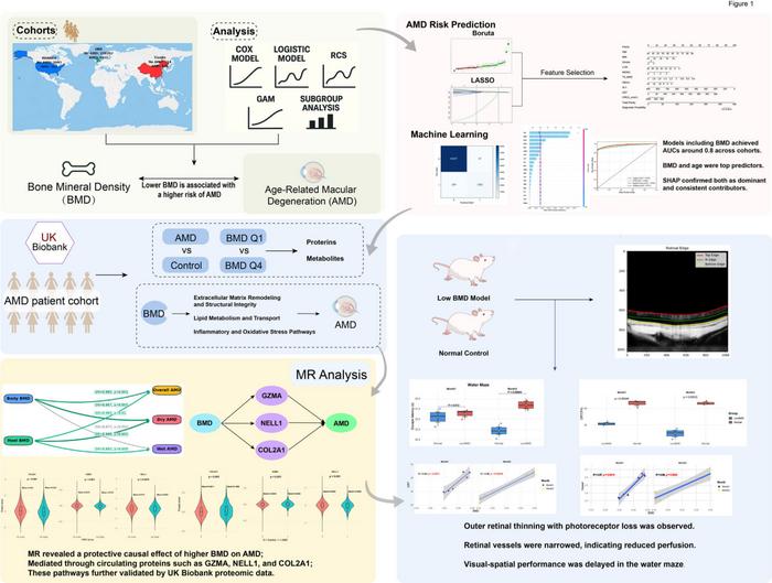 Study design for decoding the bone–eye axis in AMD risk prediction