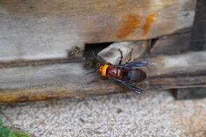 A hornet is preying on honeybees