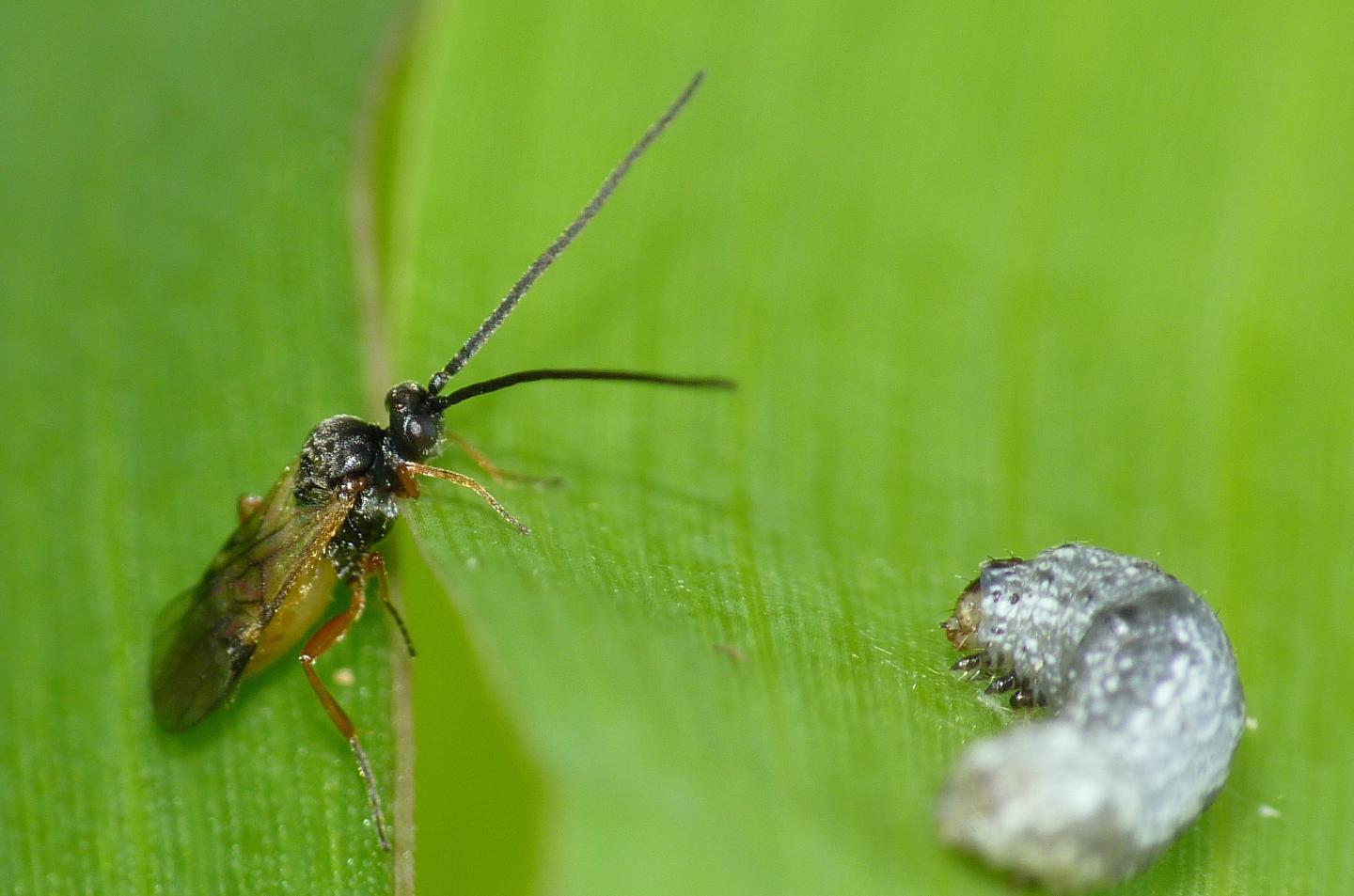 Caterpillars Use Plant Defenses to Ward Off Predators (1 of 1)