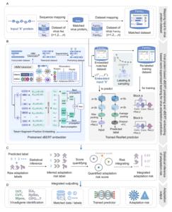 Fig. 1. The pipeline of GIVAL to generally predict the adaptation risk of a virus based on vBERT embedding of its genotype