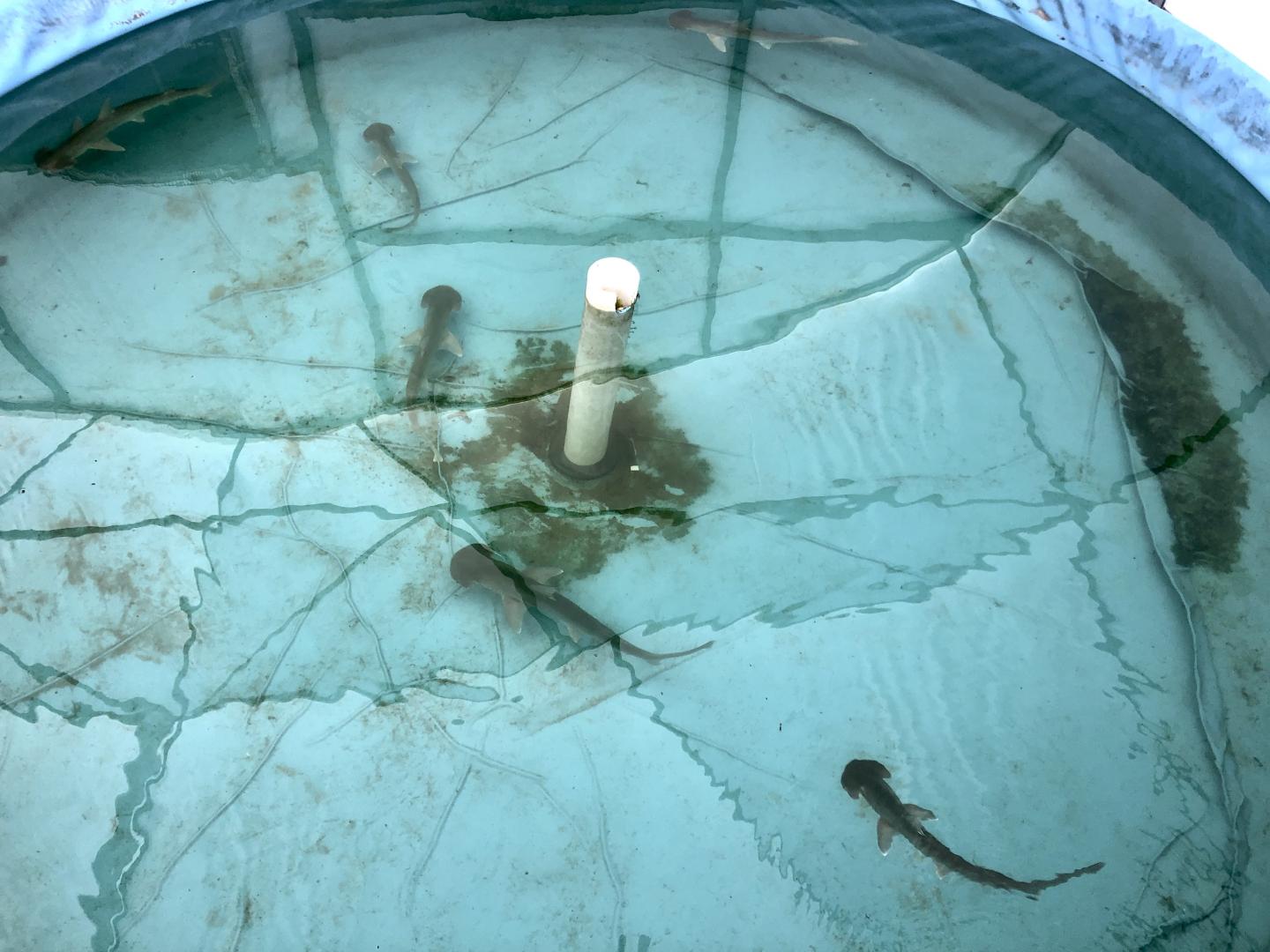 Bonnetheads in holding tank