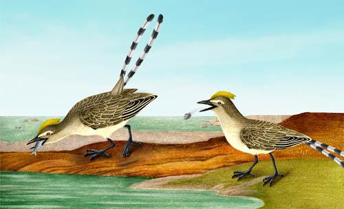 Fish-Eating Enantiornithine Bird