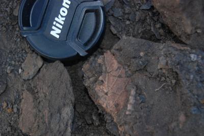 Ancient Forest Emerges Mummified From The Arctic (2 of 3)