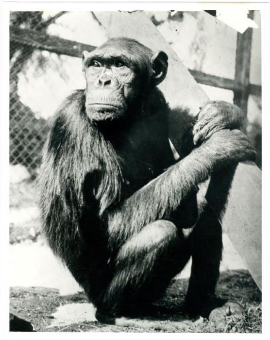 Chimpanzee named Sultan