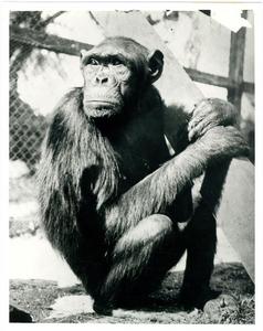 Chimpanzee named Sultan