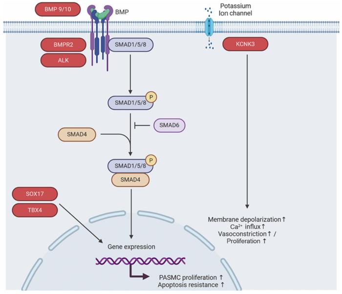 How Genetic Changes Drive Pulmonary Arterial Hypertension?