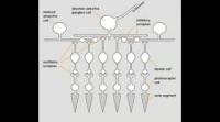 How a Ganglion Cell Detects Movement
