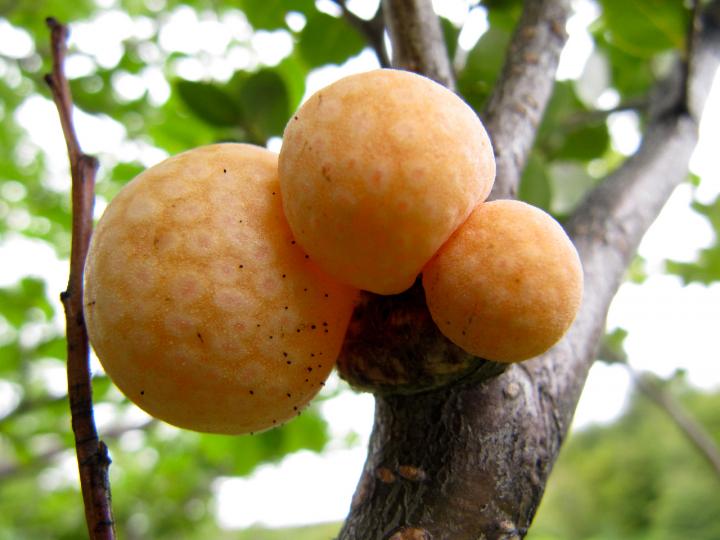 Patagonian Tree Gall