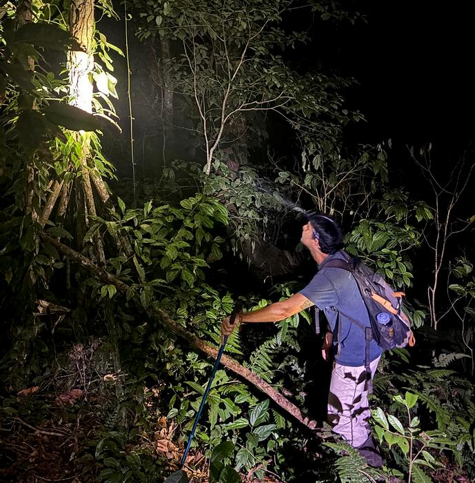 STRI research associate and lead author of the study Daniel Medina sampling treefrogs in the field.