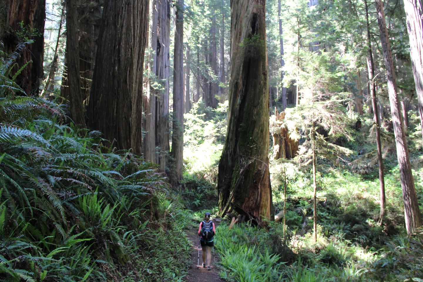 Redwoods Ecotourism
