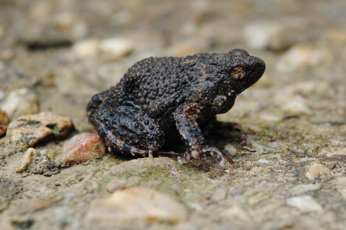 Tungara Frog