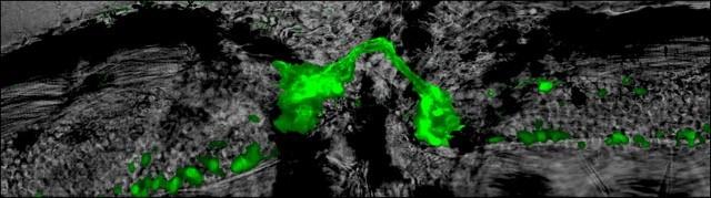 Nerve Cell Research