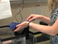 Jennifer Morgan and Ona Bloom, Marine Biological Laboratory, with a Sea Lamprey