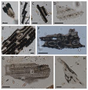 Phytoliths