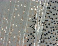 Zebrafish Pigment Cells
