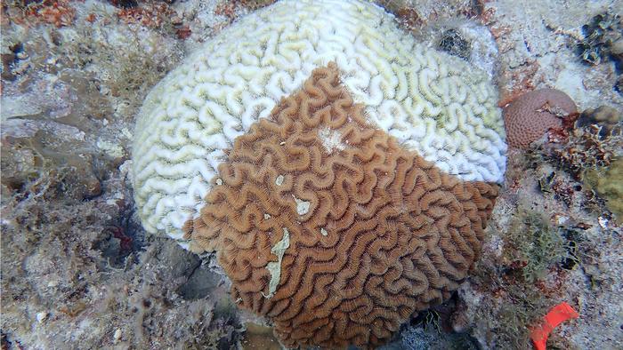 Brain coral